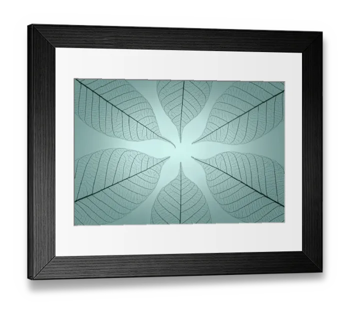 Framed Print : USA, Washington State, Seabeck. Pattern of skeletonized leaves