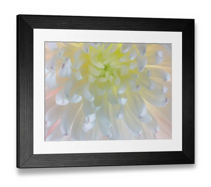 Framed Print : USA, Washington State, Seabeck. Chrysanthemum blossom close-up Framed Print : USA, Washington State, Seabeck. Chrysanthemum blossom close-up