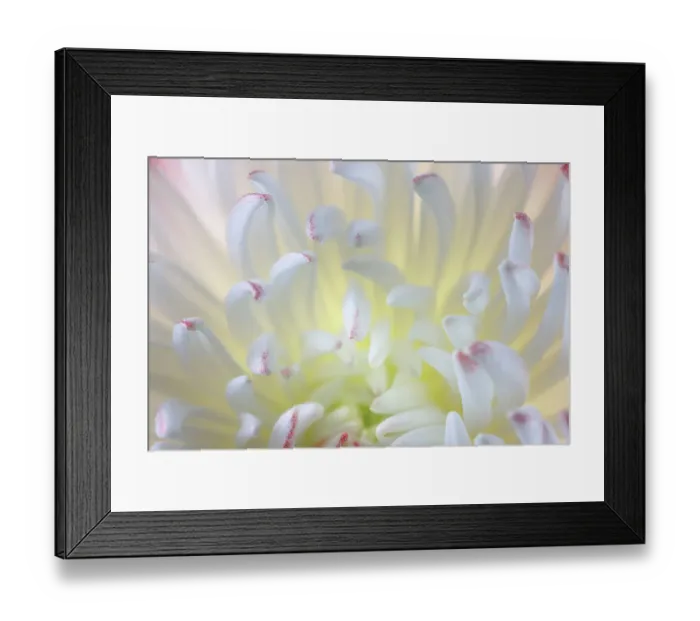 Framed Print : USA, Washington State, Seabeck. Chrysanthemum blossom close-up