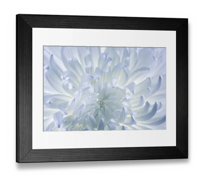 Framed Print : USA, Washington State, Seabeck. Chrysanthemum blossom close-up Framed Print : USA, Washington State, Seabeck. Chrysanthemum blossom close-up
