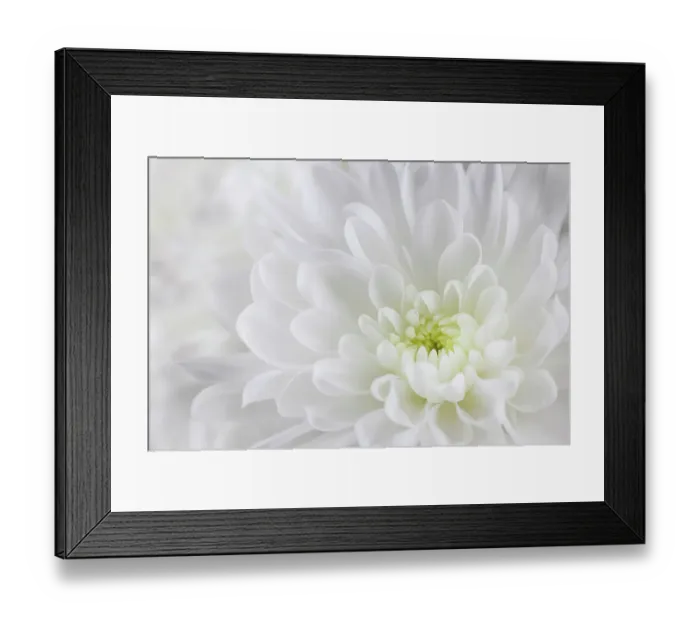Framed Print : USA, Washington State, Seabeck. Chrysanthemum blossom close-up Framed Print : USA, Washington State, Seabeck. Chrysanthemum blossom close-up