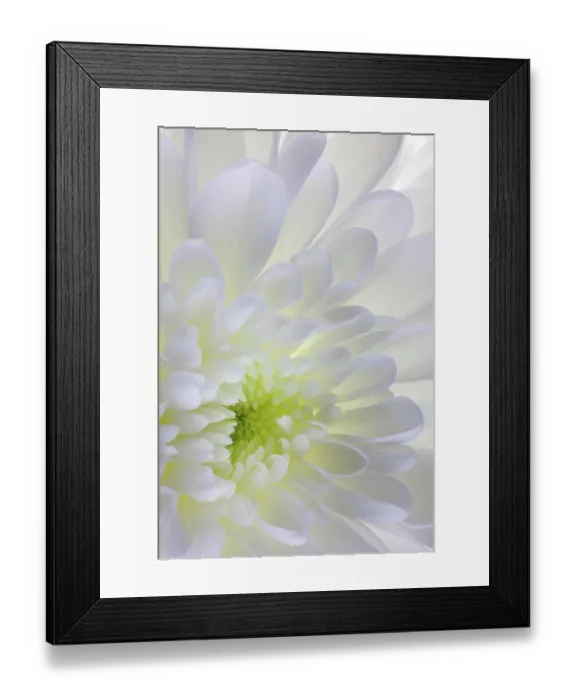 Framed Print : USA, Washington State, Seabeck. Chrysanthemum blossom close-up Framed Print : USA, Washington State, Seabeck. Chrysanthemum blossom close-up