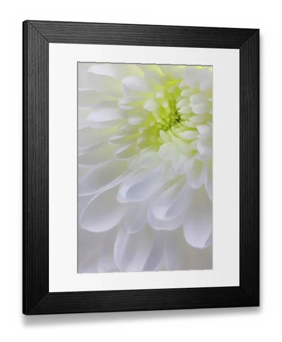 Framed Print : USA, Washington State, Seabeck. Chrysanthemum blossom close-up Framed Print : USA, Washington State, Seabeck. Chrysanthemum blossom close-up