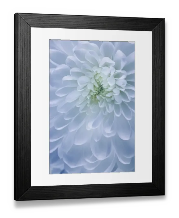 Framed Print : USA, Washington State, Seabeck. Chrysanthemum blossom close-up Framed Print : USA, Washington State, Seabeck. Chrysanthemum blossom close-up