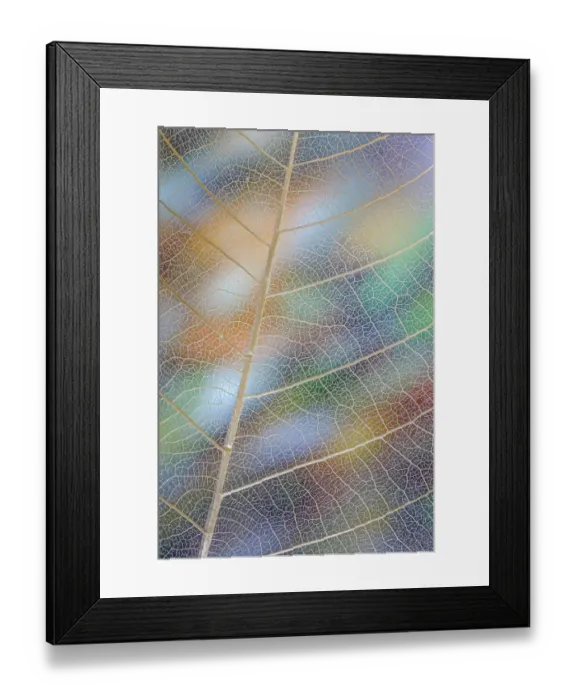 Framed Print : USA, Washington State, Seabeck. Pattern of skeletonized leaves Framed Print : USA, Washington State, Seabeck. Pattern of skeletonized leaves