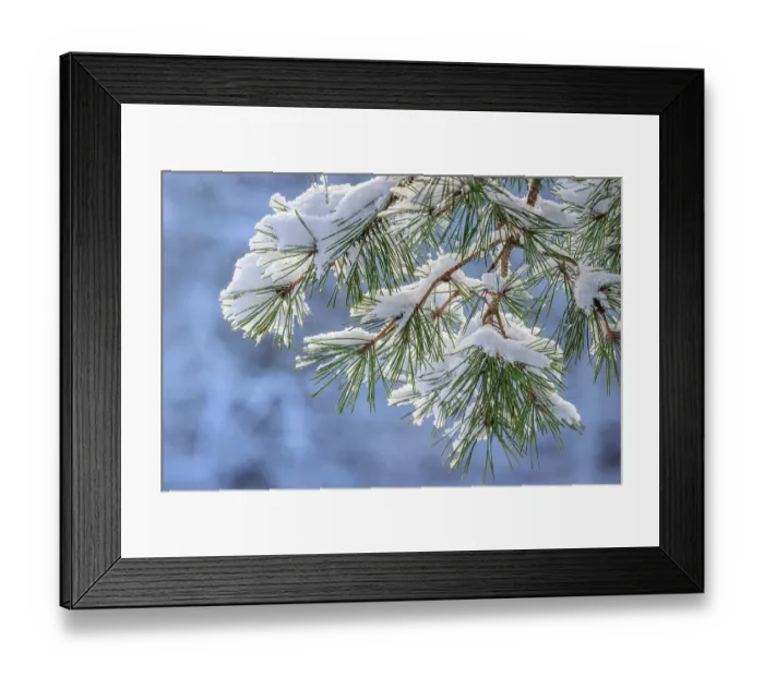 Framed Print : USA, Washington State, Seabeck. Snowy shore pine tree branches Framed Print : USA, Washington State, Seabeck. Snowy shore pine tree branches