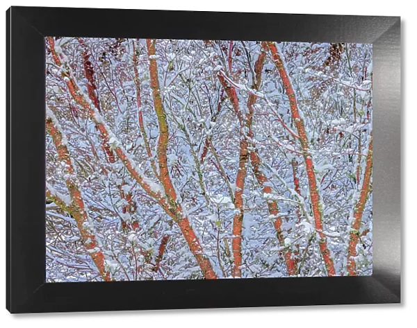 USA, Washington State, Seabeck. Snow-covered coral bark Japanese maple tree
