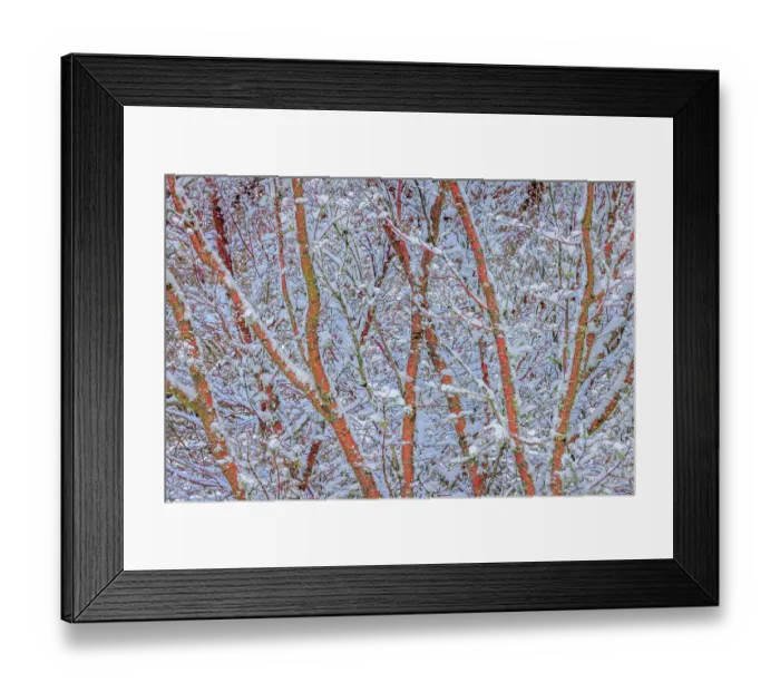 Framed Print : USA, Washington State, Seabeck. Snow-covered coral bark Japanese maple tree Framed Print : USA, Washington State, Seabeck. Snow-covered coral bark Japanese maple tree