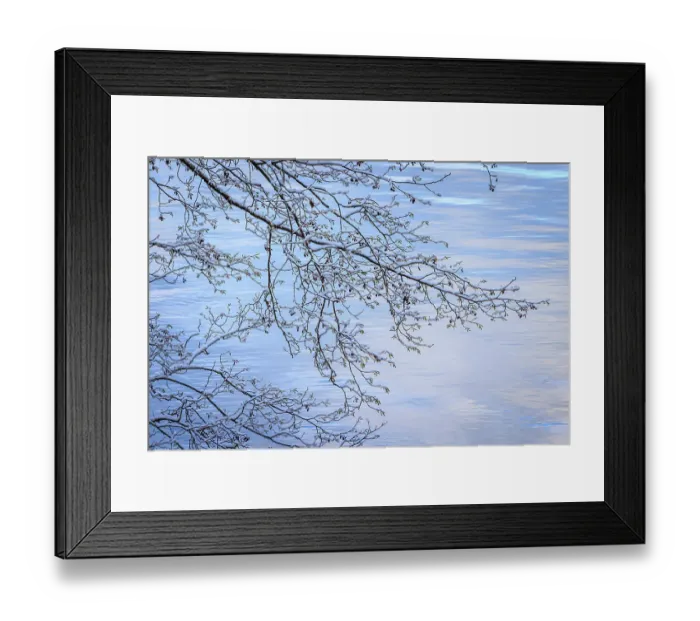 Framed Print : USA, Washington State, Seabeck. Snow-covered alder tree branches on shore of Hood Canal Framed Print : USA, Washington State, Seabeck. Snow-covered alder tree branches on shore of Hood Canal