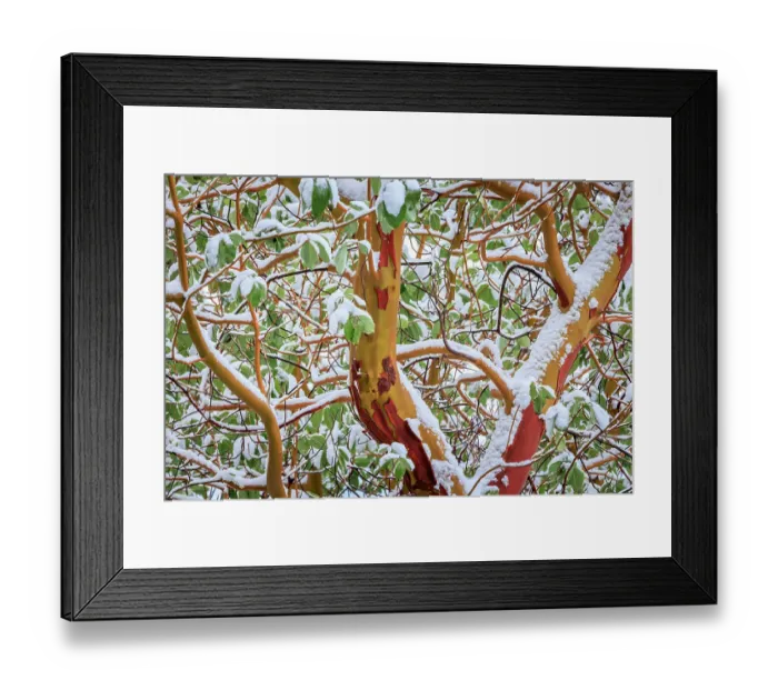Framed Print : USA, Washington State, Seabeck. Detail of snow-covered madrona tree branches Framed Print : USA, Washington State, Seabeck. Detail of snow-covered madrona tree branches