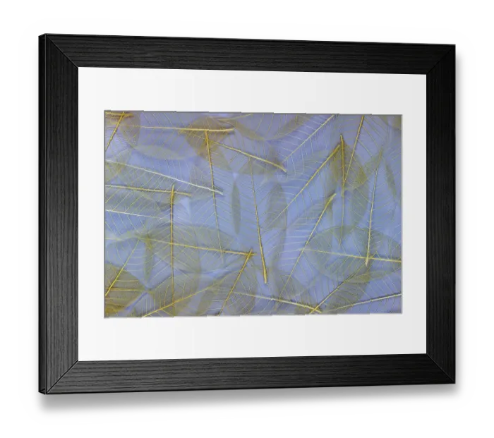 Framed Print : USA, Washington State, Seabeck. Pattern of skeletonized leaves Framed Print : USA, Washington State, Seabeck. Pattern of skeletonized leaves