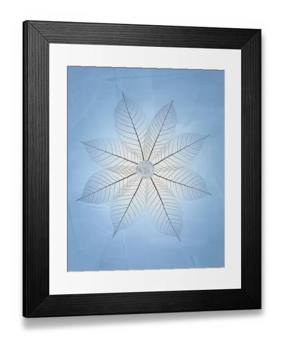 Framed Print : USA, Washington State, Seabeck. Skeletonized leaf pattern Framed Print : USA, Washington State, Seabeck. Skeletonized leaf pattern