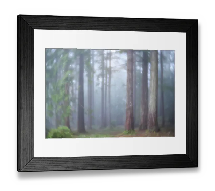 Framed Print : USA, Washington State. Seabeck, Scenic Beach State Park. Morning fog in forest Framed Print : USA, Washington State. Seabeck, Scenic Beach State Park. Morning fog in forest