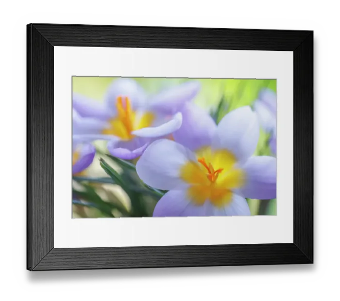 Framed Print : USA, Washington State, Seabeck. Crocus blossoms in spring Framed Print : USA, Washington State, Seabeck. Crocus blossoms in spring