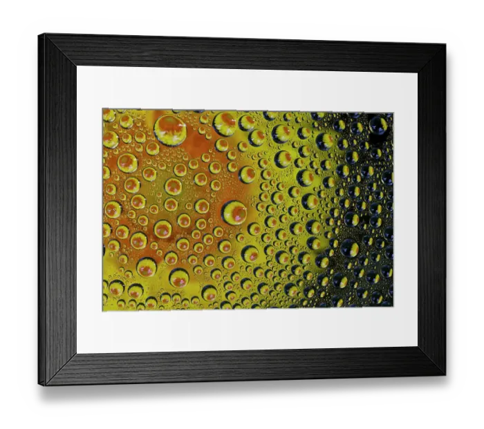 Framed Print : USA, Washington State, Sammamish. Yellow Daisy reflections in dew drops Framed Print : USA, Washington State, Sammamish. Yellow Daisy reflections in dew drops