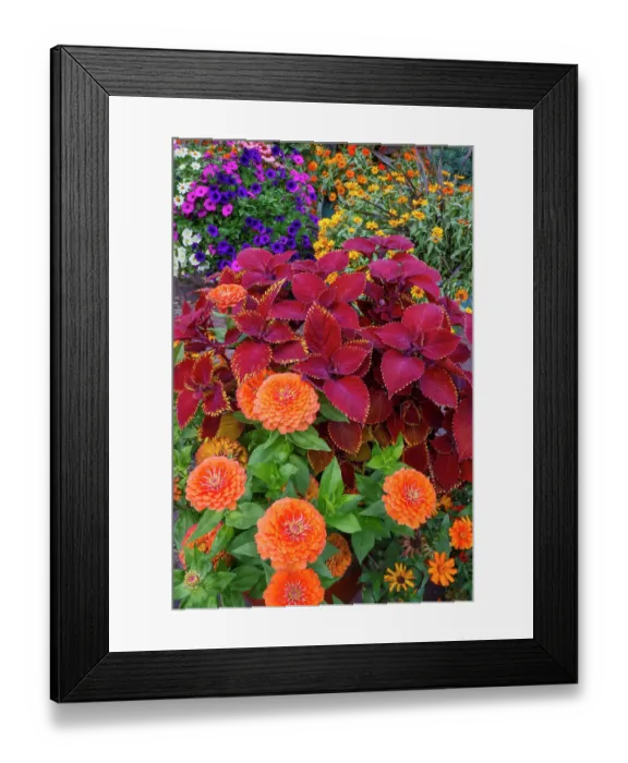 Framed Print : USA, Washington State, Sammamish. Garden with summer annual flowers, with zinnias and coleus Framed Print : USA, Washington State, Sammamish. Garden with summer annual flowers, with zinnias and coleus