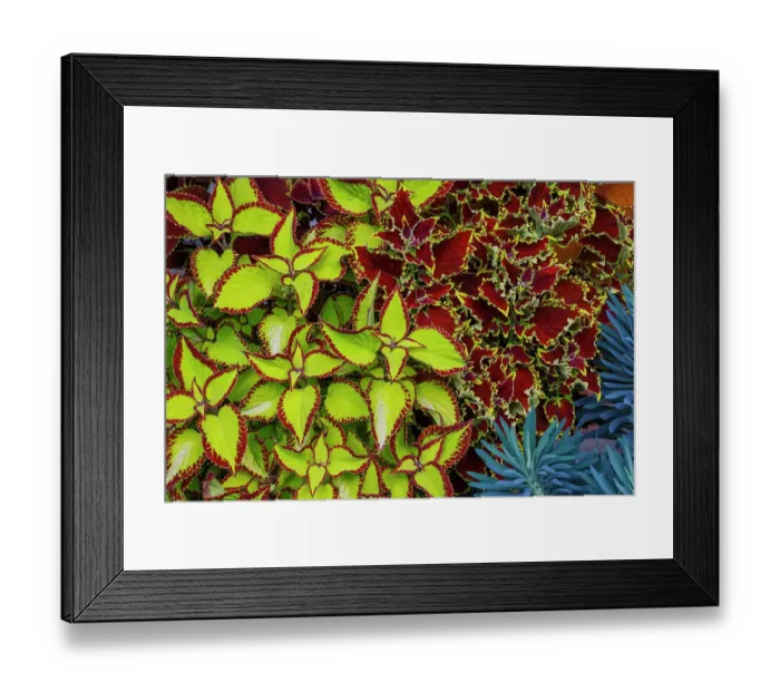 Framed Print : USA, Washington State, Sammamish. Garden with summer annual flowers Coleus Framed Print : USA, Washington State, Sammamish. Garden with summer annual flowers Coleus