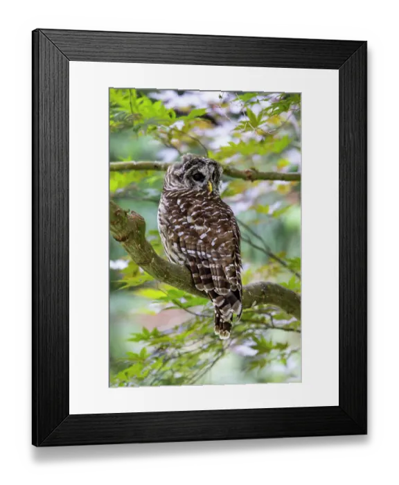 Framed Print : USA, Washington State, Sammamish. Barred Owl perched in Japanese Maple Tree Framed Print : USA, Washington State, Sammamish. Barred Owl perched in Japanese Maple Tree