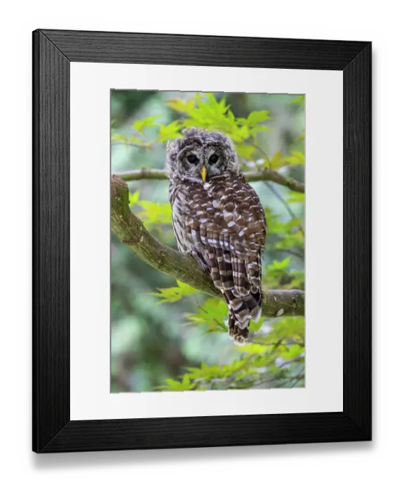 Framed Print : USA, Washington State, Sammamish. Barred Owl perched in Japanese Maple Tree Framed Print : USA, Washington State, Sammamish. Barred Owl perched in Japanese Maple Tree