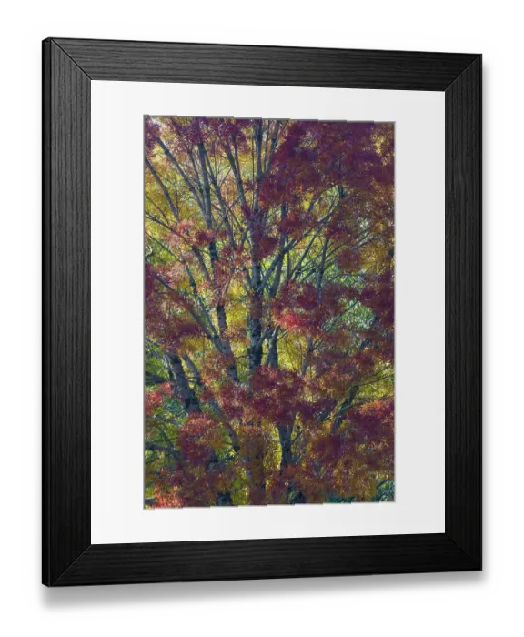 Framed Print : USA, Washington State. Near Preston fall colored tree in bronze tones Framed Print : USA, Washington State. Near Preston fall colored tree in bronze tones