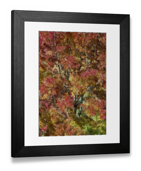 Framed Print : USA, Washington State. Near Preston fall colored tree in bronze tones Framed Print : USA, Washington State. Near Preston fall colored tree in bronze tones