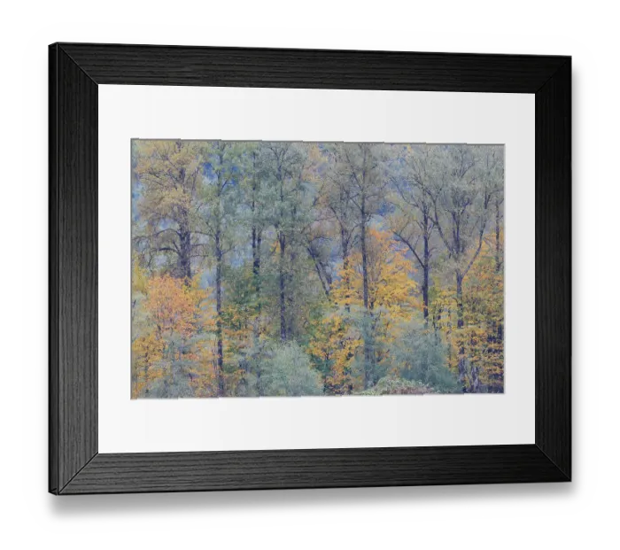 Framed Print : USA, Washington State. Near Preston fall colored trees Framed Print : USA, Washington State. Near Preston fall colored trees