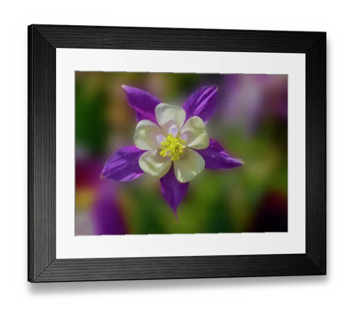 Framed Print : USA, Washington State, Sammamish. Garden with colorful columbine flower Framed Print : USA, Washington State, Sammamish. Garden with colorful columbine flower