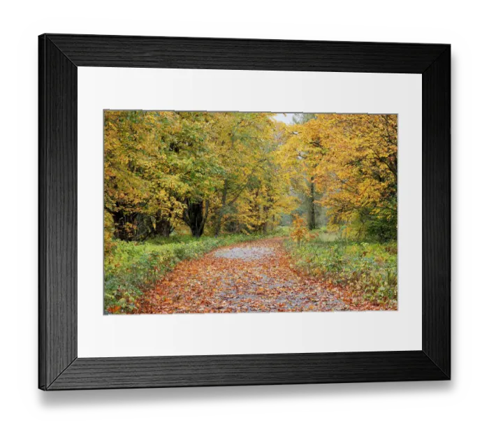 Framed Print : USA, Washington State. Big Leaf Maple trees in autumn colors near Darrington off of Highway 530 and curved roadway with fallen leaves Framed Print : USA, Washington State. Big Leaf Maple trees in autumn colors near Darrington off of Highway 530 and curved roadway with fallen leaves