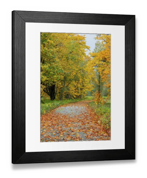 Framed Print : USA, Washington State. Big Leaf Maple trees in autumn colors near Darrington off of Highway 530 and curved roadway with fallen leaves Framed Print : USA, Washington State. Big Leaf Maple trees in autumn colors near Darrington off of Highway 530 and curved roadway with fallen leaves