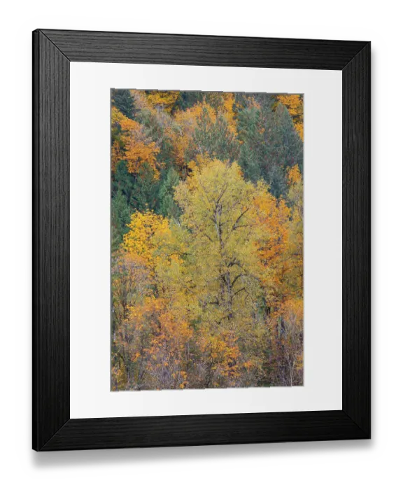Framed Print : USA, Washington State. Big Leaf Maple trees in autumn colors near Darrington off of Highway 530