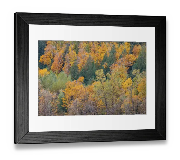 Framed Print : USA, Washington State. Big Leaf Maple trees in autumn colors near Darrington off of Highway 530 Framed Print : USA, Washington State. Big Leaf Maple trees in autumn colors near Darrington off of Highway 530