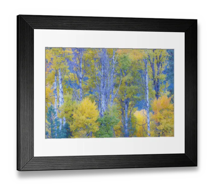 Framed Print : USA, Washington State. Aspens in fall color near Winthrop Framed Print : USA, Washington State. Aspens in fall color near Winthrop
