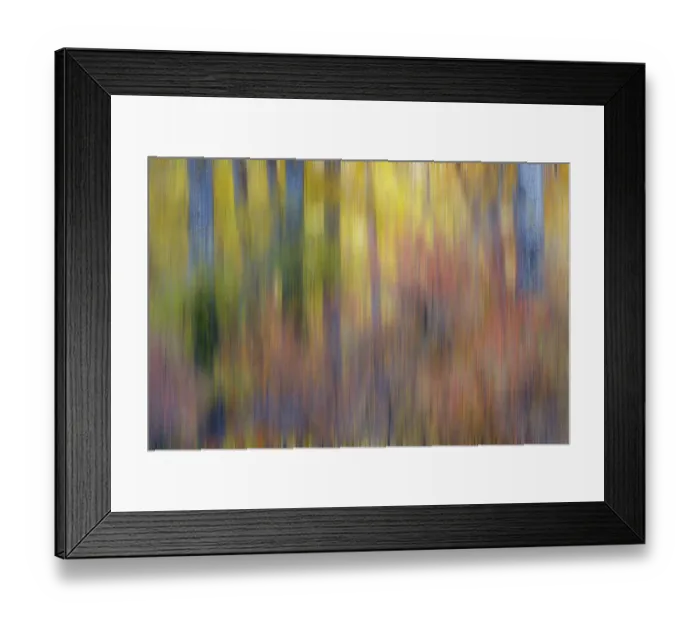 Framed Print : USA, Washington State. Cottonwoods in fall color near Winthrop Framed Print : USA, Washington State. Cottonwoods in fall color near Winthrop