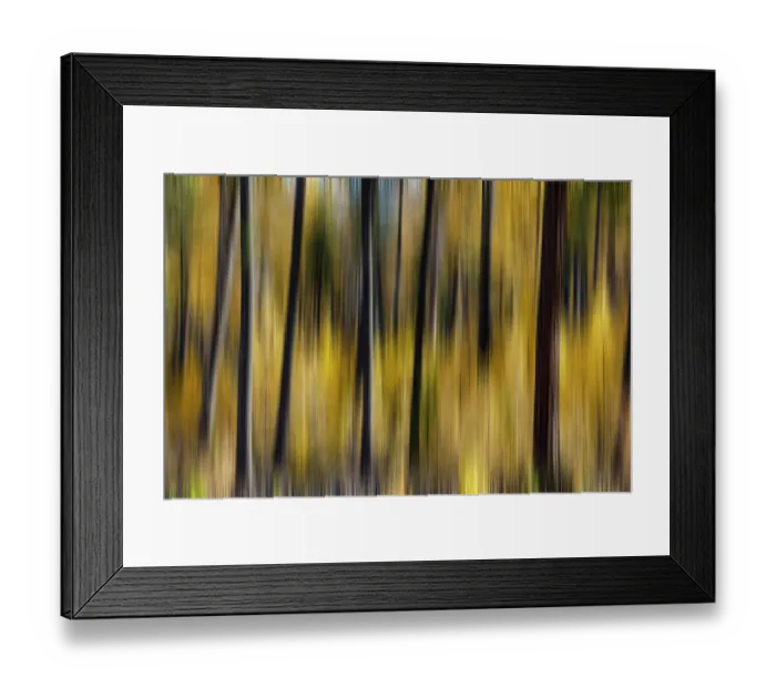 Framed Print : USA, Washington State. East of Twisp on Highway 20 with Larch trees autumn color amongst a burnt forest Framed Print : USA, Washington State. East of Twisp on Highway 20 with Larch trees autumn color amongst a burnt forest