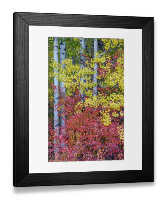 Framed Print : USA, Washington State. Aspens and wild dogwood in fall color near Winthrop Framed Print : USA, Washington State. Aspens and wild dogwood in fall color near Winthrop