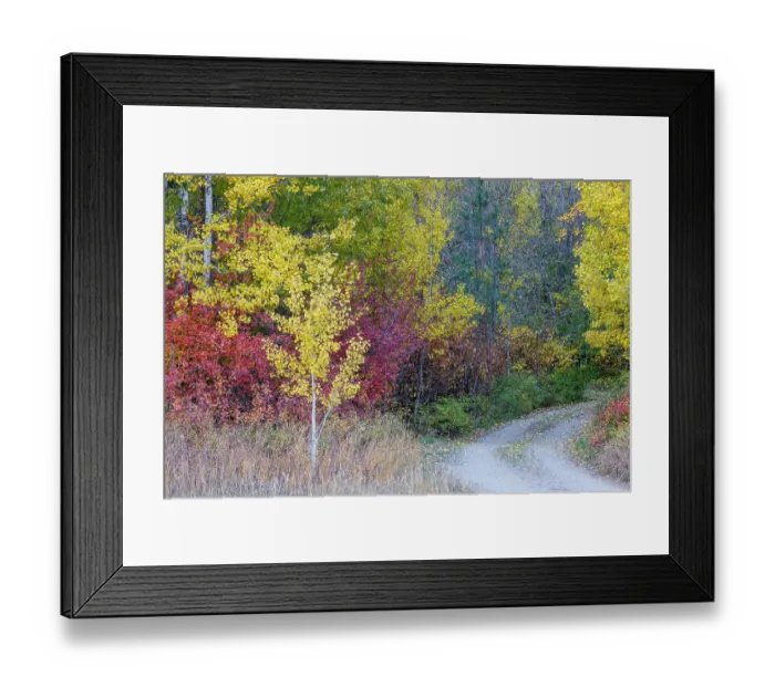 Framed Print : USA, Washington State. Aspens and wild dogwood in fall color near Winthrop and curved grave roadway