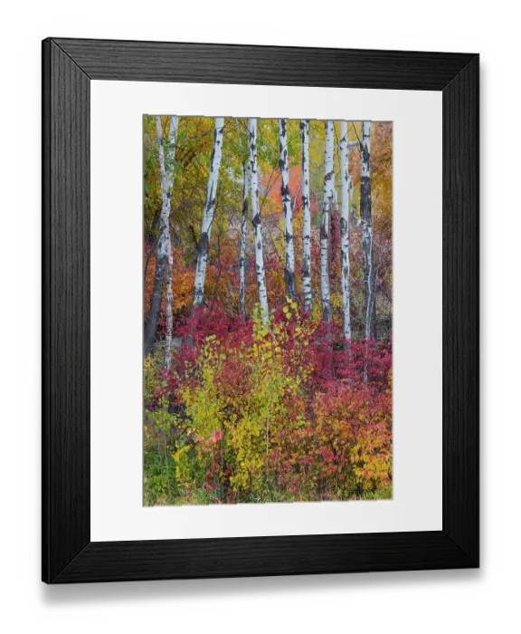 Framed Print : USA, Washington State. Aspens and wild dogwood in fall color near Winthrop