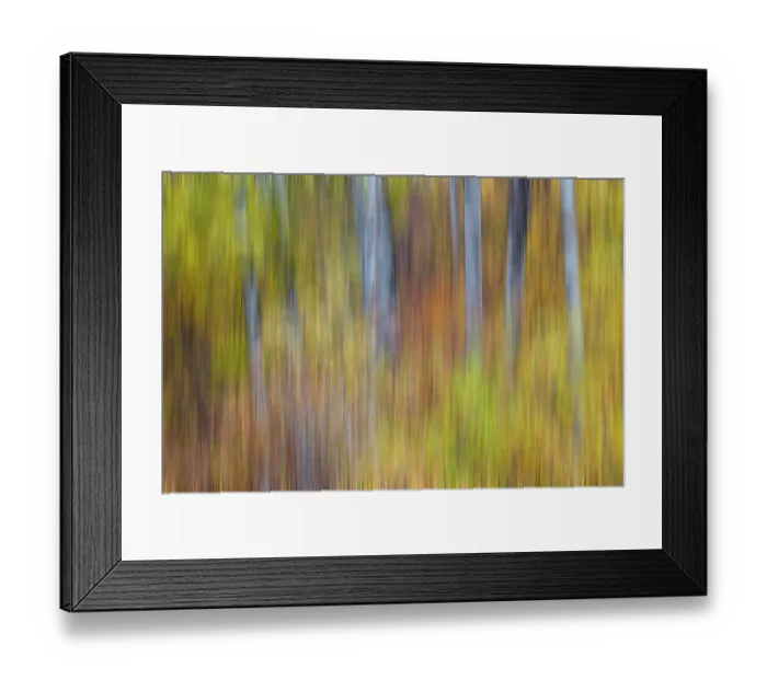 Framed Print : USA, Washington State. Cottonwoods in fall color near Winthrop Framed Print : USA, Washington State. Cottonwoods in fall color near Winthrop