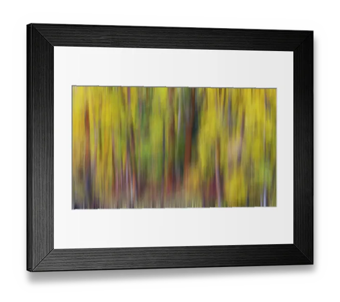 Framed Print : USA, Washington State, Cle Elum. Cottonwoods in autumn along the Yakima River