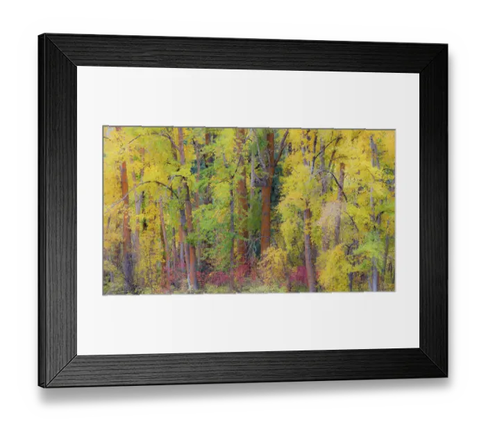 Framed Print : USA, Washington State, Cle Elum. Cottonwoods in autumn along the Yakima River Framed Print : USA, Washington State, Cle Elum. Cottonwoods in autumn along the Yakima River