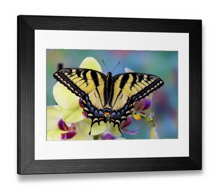 Framed Print : USA, Washington State, Sammamish. Eastern tiger swallowtail butterfly on Orchid Framed Print : USA, Washington State, Sammamish. Eastern tiger swallowtail butterfly on Orchid