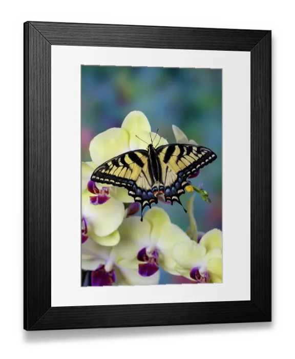 Framed Print : USA, Washington State, Sammamish. Eastern tiger swallowtail butterfly on Orchid Framed Print : USA, Washington State, Sammamish. Eastern tiger swallowtail butterfly on Orchid