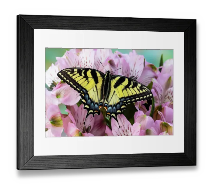 Framed Print : USA, Washington State, Sammamish. Eastern tiger swallowtail butterfly on Peruvian lily Framed Print : USA, Washington State, Sammamish. Eastern tiger swallowtail butterfly on Peruvian lily