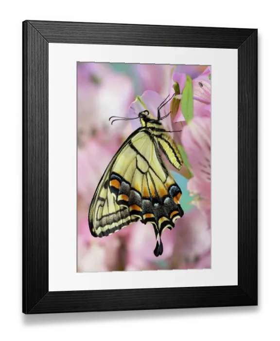 Framed Print : USA, Washington State, Sammamish. Eastern tiger swallowtail butterfly on Peruvian lily Framed Print : USA, Washington State, Sammamish. Eastern tiger swallowtail butterfly on Peruvian lily