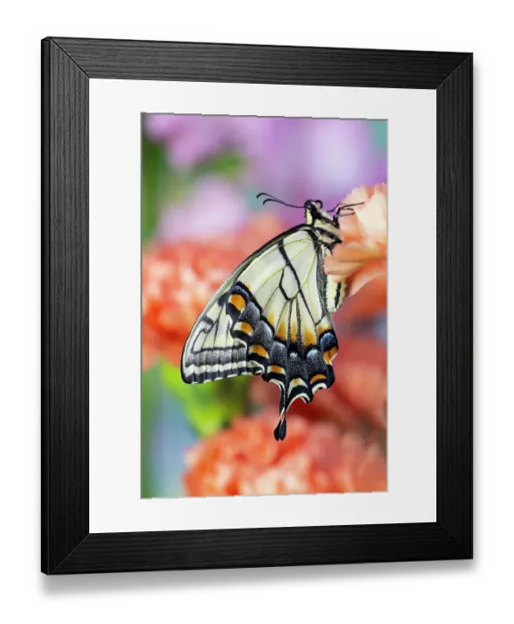 Framed Print : USA, Washington State, Sammamish. Eastern tiger swallowtail butterfly resting on orange carnation Framed Print : USA, Washington State, Sammamish. Eastern tiger swallowtail butterfly resting on orange carnation