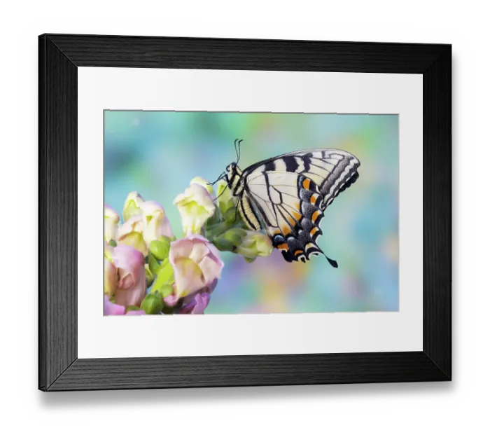 Framed Print : USA, Washington State, Sammamish. Eastern tiger swallowtail butterfly on Snapdragon Framed Print : USA, Washington State, Sammamish. Eastern tiger swallowtail butterfly on Snapdragon