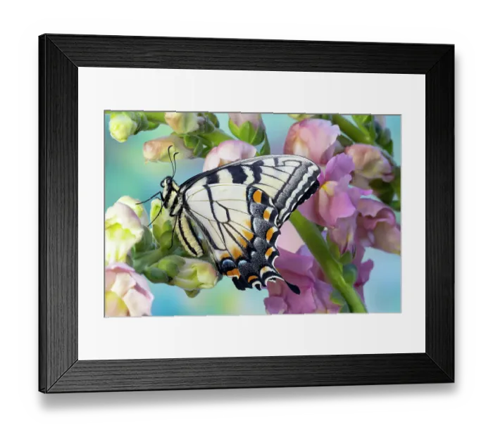 Framed Print : USA, Washington State, Sammamish. Eastern tiger swallowtail butterfly on Snapdragon Framed Print : USA, Washington State, Sammamish. Eastern tiger swallowtail butterfly on Snapdragon