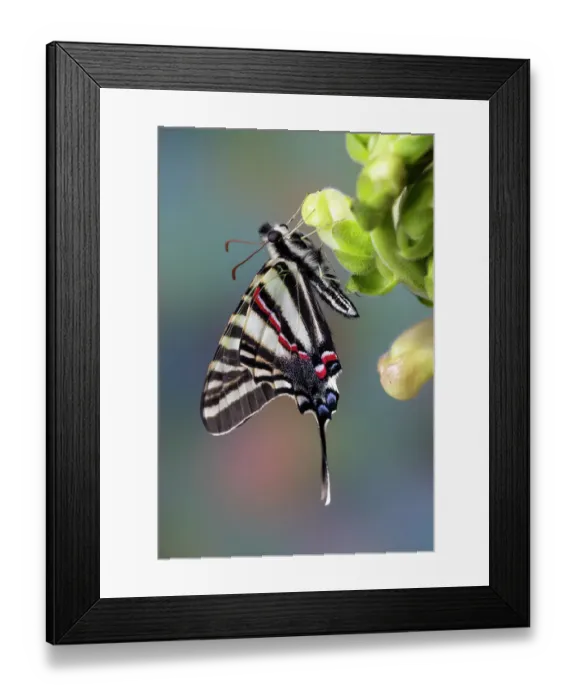 Framed Print : USA, Washington State, Sammamish. Zebra swallowtail butterfly on Snapdragon Framed Print : USA, Washington State, Sammamish. Zebra swallowtail butterfly on Snapdragon