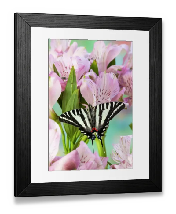 Framed Print : USA, Washington State, Sammamish. Zebra swallowtail butterfly on pink Peruvian lily Framed Print : USA, Washington State, Sammamish. Zebra swallowtail butterfly on pink Peruvian lily