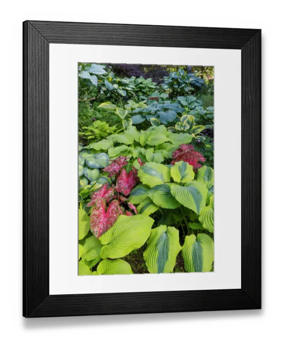 Framed Print : USA, Washington State, Sammamish. shade garden with Caladiums, Hosta Framed Print : USA, Washington State, Sammamish. shade garden with Caladiums, Hosta